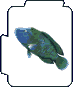 Humphead Wrasse