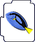 Palette Surgeonfish