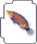 Pyjama Wrasse