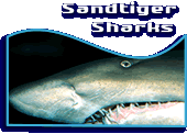 Sandtiger Sharks